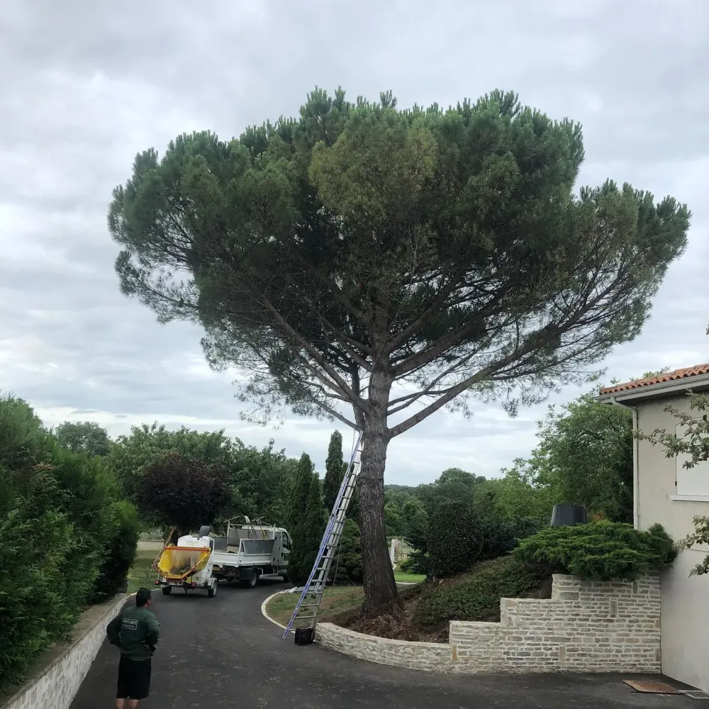 élagage (3)webp