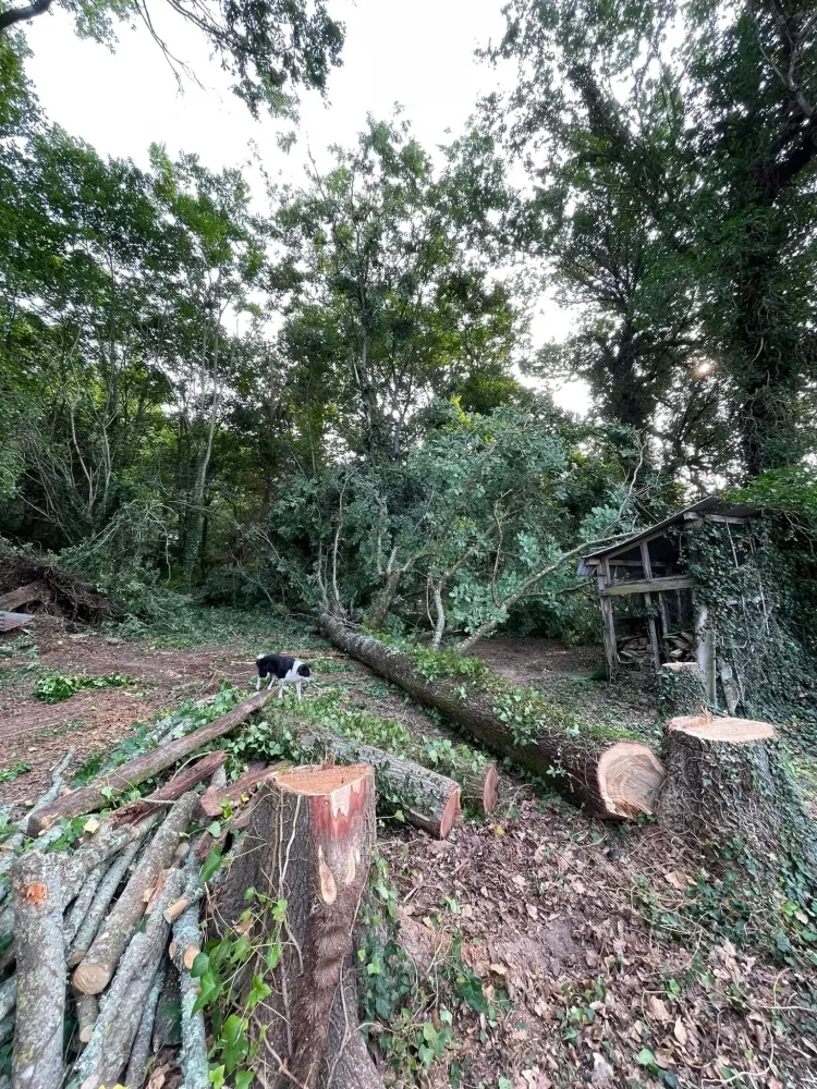 abattage près de Saintes 